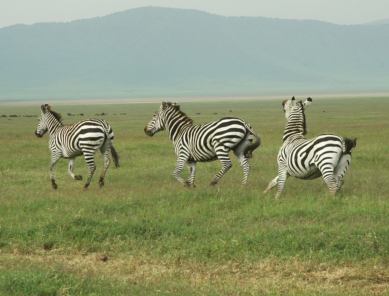 zebra, safari, tanzania-289131.jpg