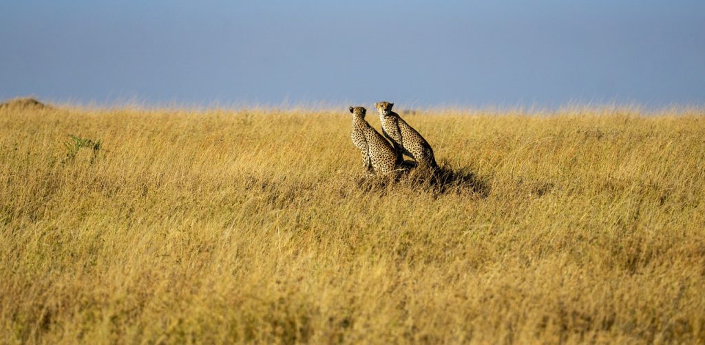 cheetah, wilderness, wildlife-7431869.jpg