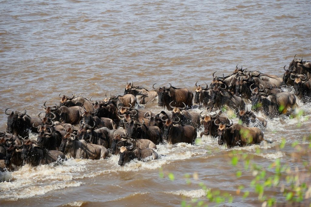 mara river, wildebeest, crossing-5730663.jpg